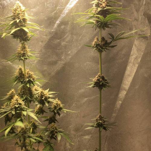 KB - Killa Bees - RESERVE GENETICS - BR . Week 9 - 19 de novembro