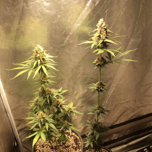 KB - Killa Bees - RESERVE GENETICS - BR . Week 9 - 19 de novembro