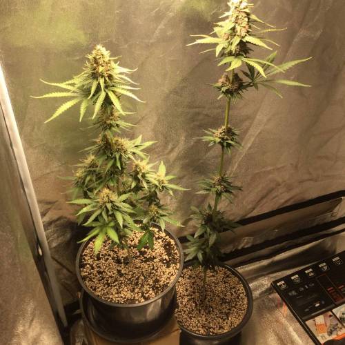 KB - Killa Bees - RESERVE GENETICS - BR . Week 9 - ...
