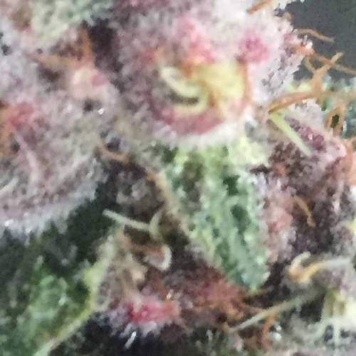 KB - Killa Bees - RESERVE GENETICS - BR . Week 10 - ...