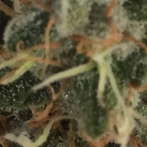 KB - Killa Bees - RESERVE GENETICS - BR . Week 10 - 24 de novembro