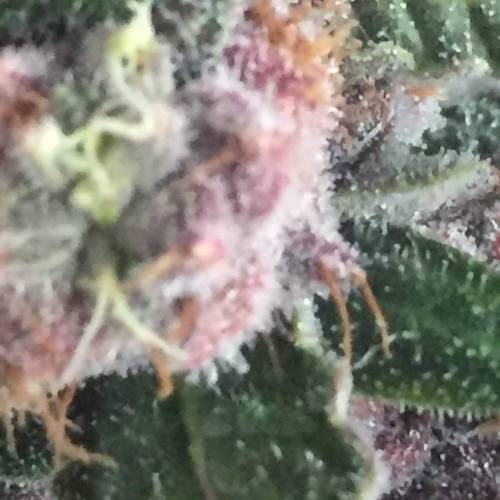 KB - Killa Bees - RESERVE GENETICS - BR . Week 10 - ..