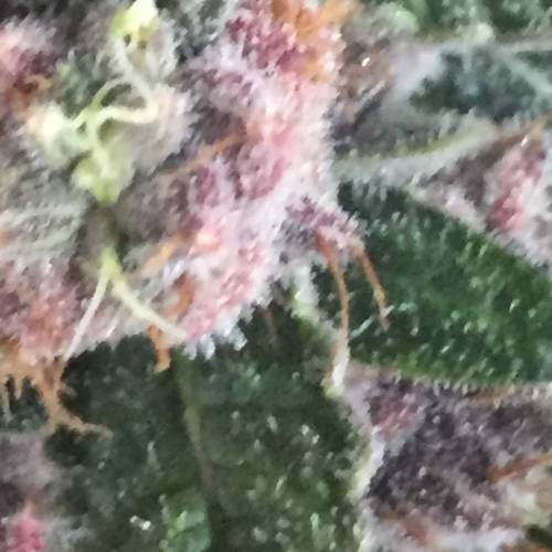 KB - Killa Bees - RESERVE GENETICS - BR . Week 10 - 24 de novembro