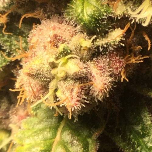 KB - Killa Bees - RESERVE GENETICS - BR . Week 10 - 24 de novembro