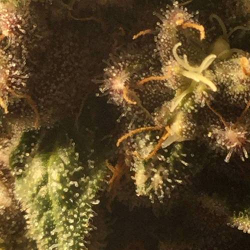 KB - Killa Bees - RESERVE GENETICS - BR . Week 10 - 24 de novembro