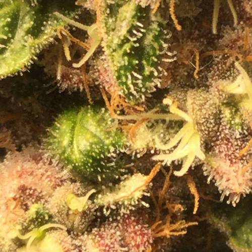 KB - Killa Bees - RESERVE GENETICS - BR . Week 10 - ...