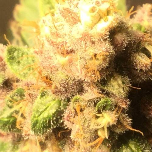 KB - Killa Bees - RESERVE GENETICS - BR . Week 10 - ...