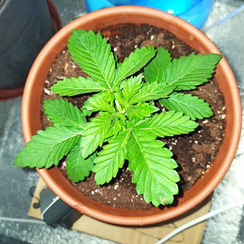 Master kush. Week 1 - Jours 12