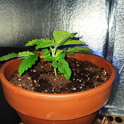 Master kush. Week 1 - Jours 12