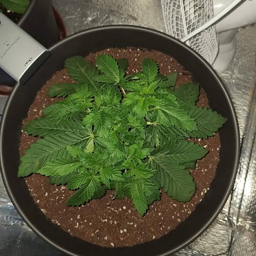 Master kush. Week 2 - Jours 18