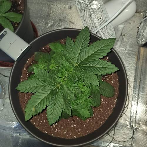 Master kush. Week 2 - Jours 19