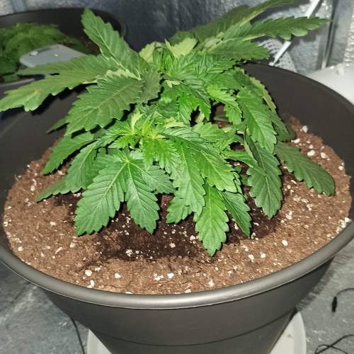 Master kush. Week 2 - Jours 19