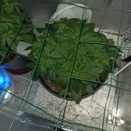 Master kush. Week 3 - Jours 26