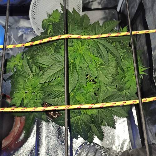 Master kush. Week 4 - Jours 27