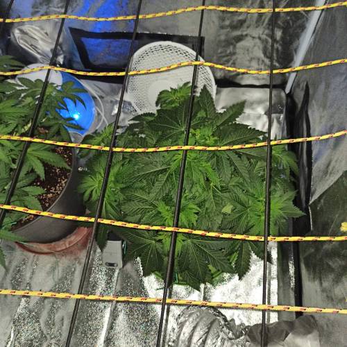 Master kush. Week 4 - Jours 28