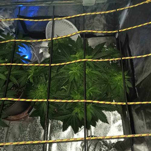 Master kush. Week 4 - Jours 29