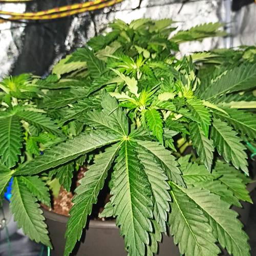 Master kush. Week 4 - Jours 29