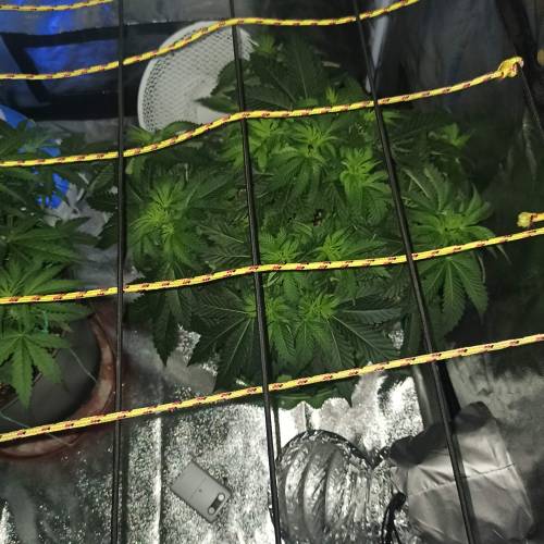 Master kush. Week 4 - Jours 30