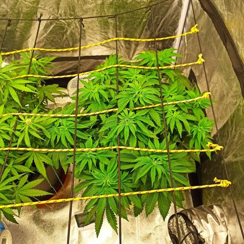 Master kush. Week 5 - Jours 36