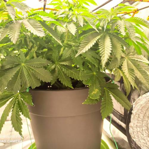 Master kush. Week 5 - Jours 37