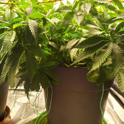 Master kush. Week 5 - Jours 38