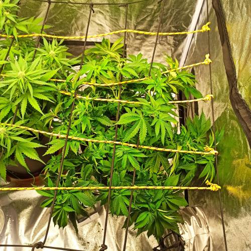 Master kush. Week 5 - Jours 38