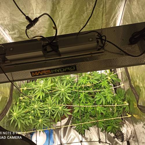 Master kush. Week 5 - Jours 38