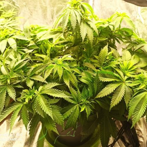 Master kush. Week 6 - Jours 41