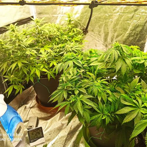 Master kush. Week 6 - Jours 41