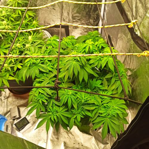 Master kush. Week 6 - Jours 42 