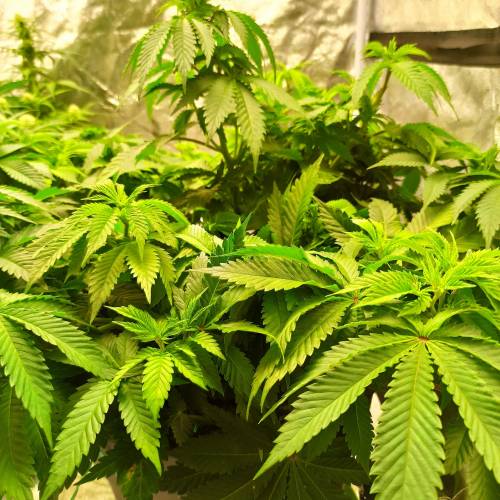 Master kush. Week 6 - Jours 42