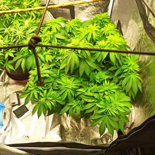 Master kush. Week 6 - Jours 43