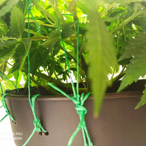 Master kush. Week 6 - Jours 43