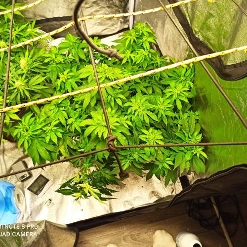 Master kush. Week 6 - Jours 44