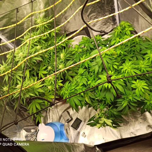 Master kush. Week 6 - Jours 44