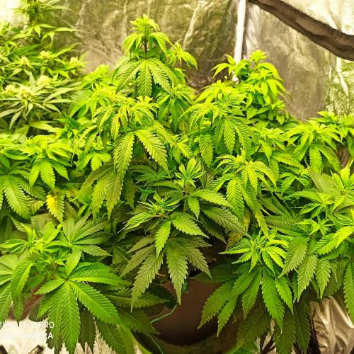 Master kush. Week 6 - Jours 45