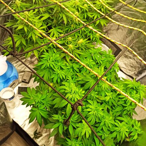 Master kush. Week 6 - Jours 45