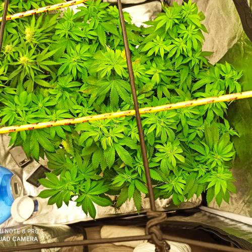 Master kush. Week 6 - Jours 45