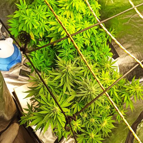 Master kush. Week 7 - Jours 49