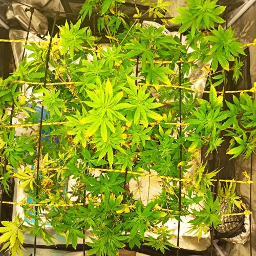 Master kush. Week 9 - Jours 61