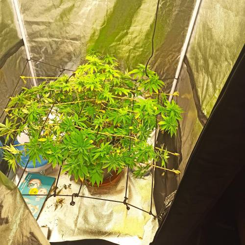 Master kush. Week 9 - Jours 61