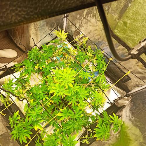 Master kush. Week 9 - Jours 61