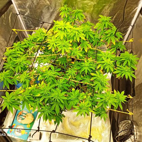 Master kush. Week 9 - Jours 62