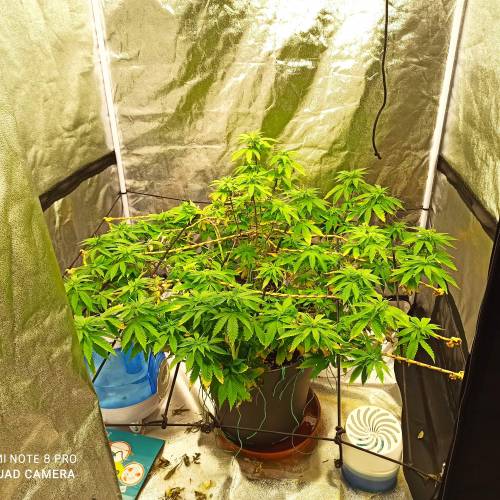 Master kush. Week 9 - Jours 62