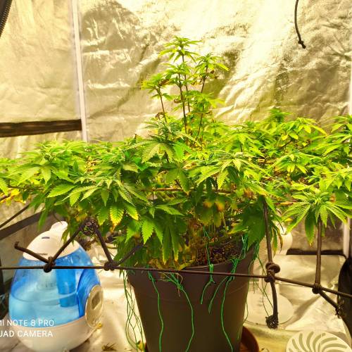 Master kush. Week 9 - Jours 63