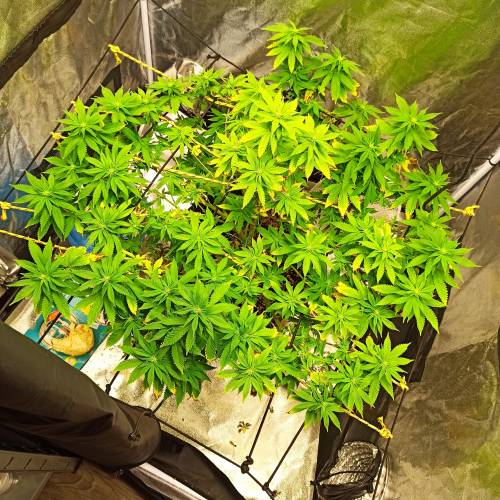 Master kush. Week 9 - Jours 64