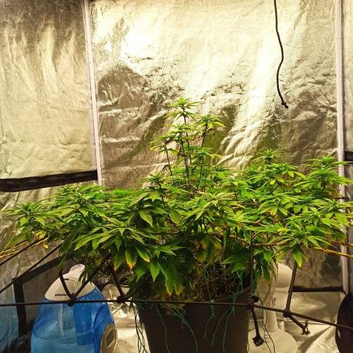 Master kush. Week 9 - Jours 64