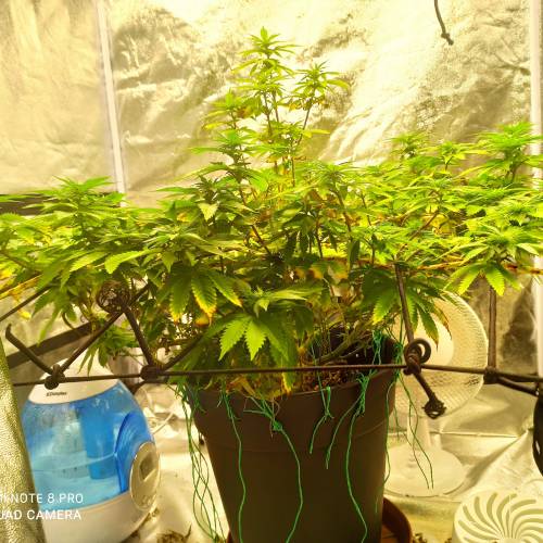 Master kush. Week 9 - Jours 65