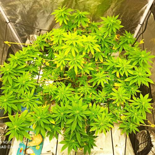 Master kush. Week 9 - Jours 65