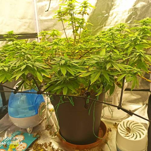 Master kush. Week 10 - Jours 70